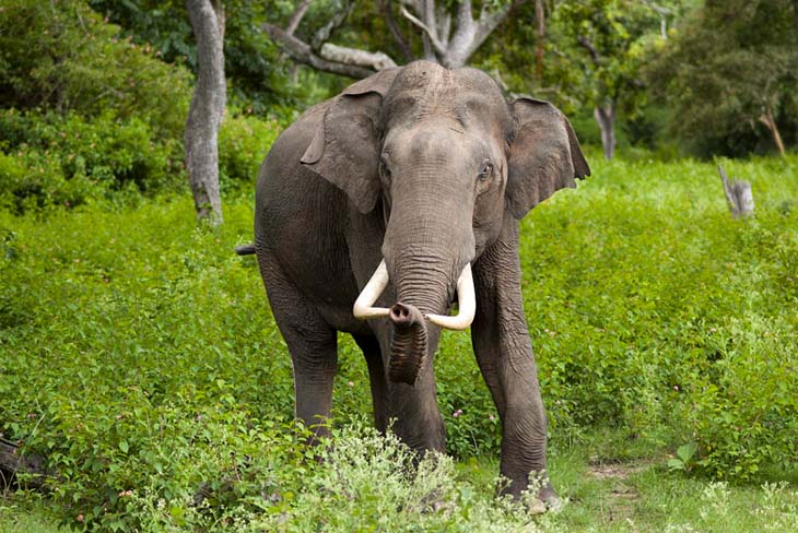 Asian young male elephants prefer to be solitary