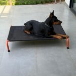 CanineJoy, Rachit Khattar, Utkarsh Tomar,