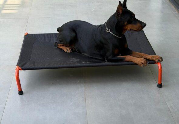 CanineJoy, Rachit Khattar, Utkarsh Tomar,