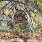Deepika Negi, BizareXpedition, Wildlife Tourism, tailor-made travel company,