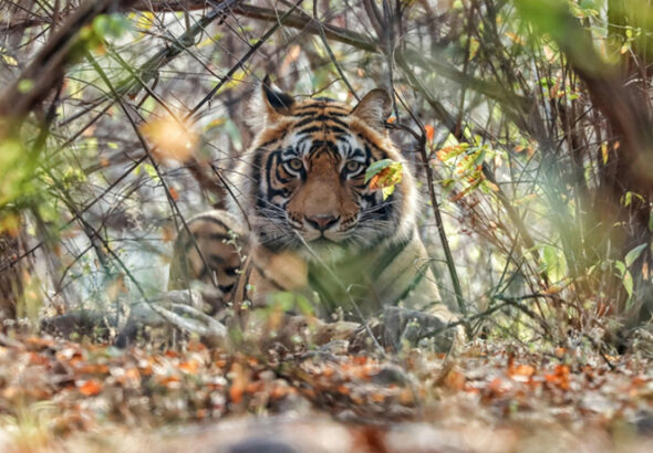 Deepika Negi, BizareXpedition, Wildlife Tourism, tailor-made travel company,