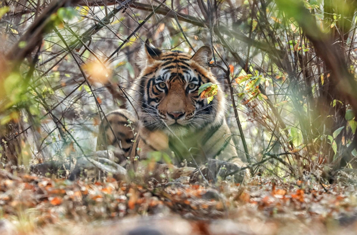 Deepika Negi, BizareXpedition, Wildlife Tourism, tailor-made travel company,